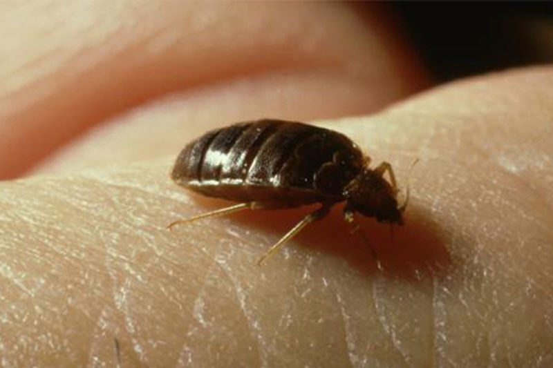 上海除虫：太懒不常大扫除，小心臭虫爬满屋！