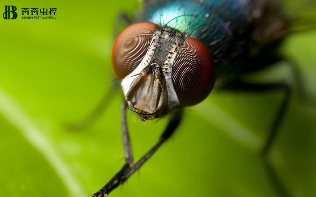 上海除虫：&ldquo;四害&rdquo;防控知识-苍蝇小妙招！
