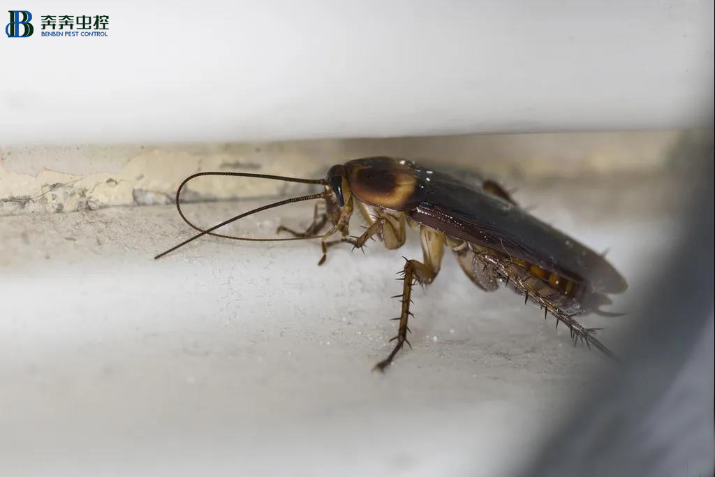 蟑螂除了脏，还有这些危害！【奔奔虫控】