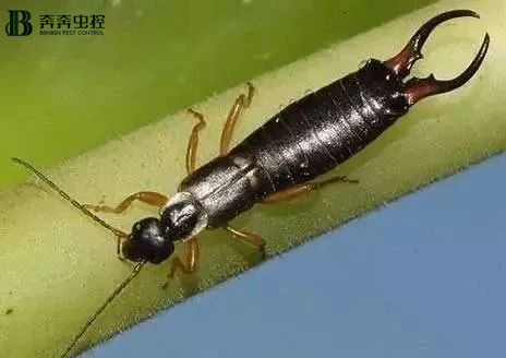 注意！威风凛凛的蠼螋开始肆虐了【奔奔虫控】