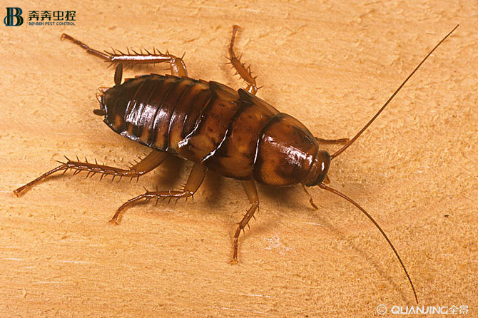 数字说蟑，小强到底有多强？【奔奔虫控】