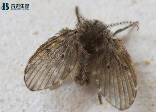 蛾蠓、蛾萌还是噩梦？这个神出鬼没的它来了