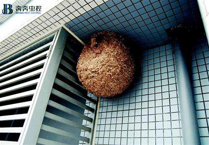 被马蜂叮了该怎么办？【奔奔虫控】