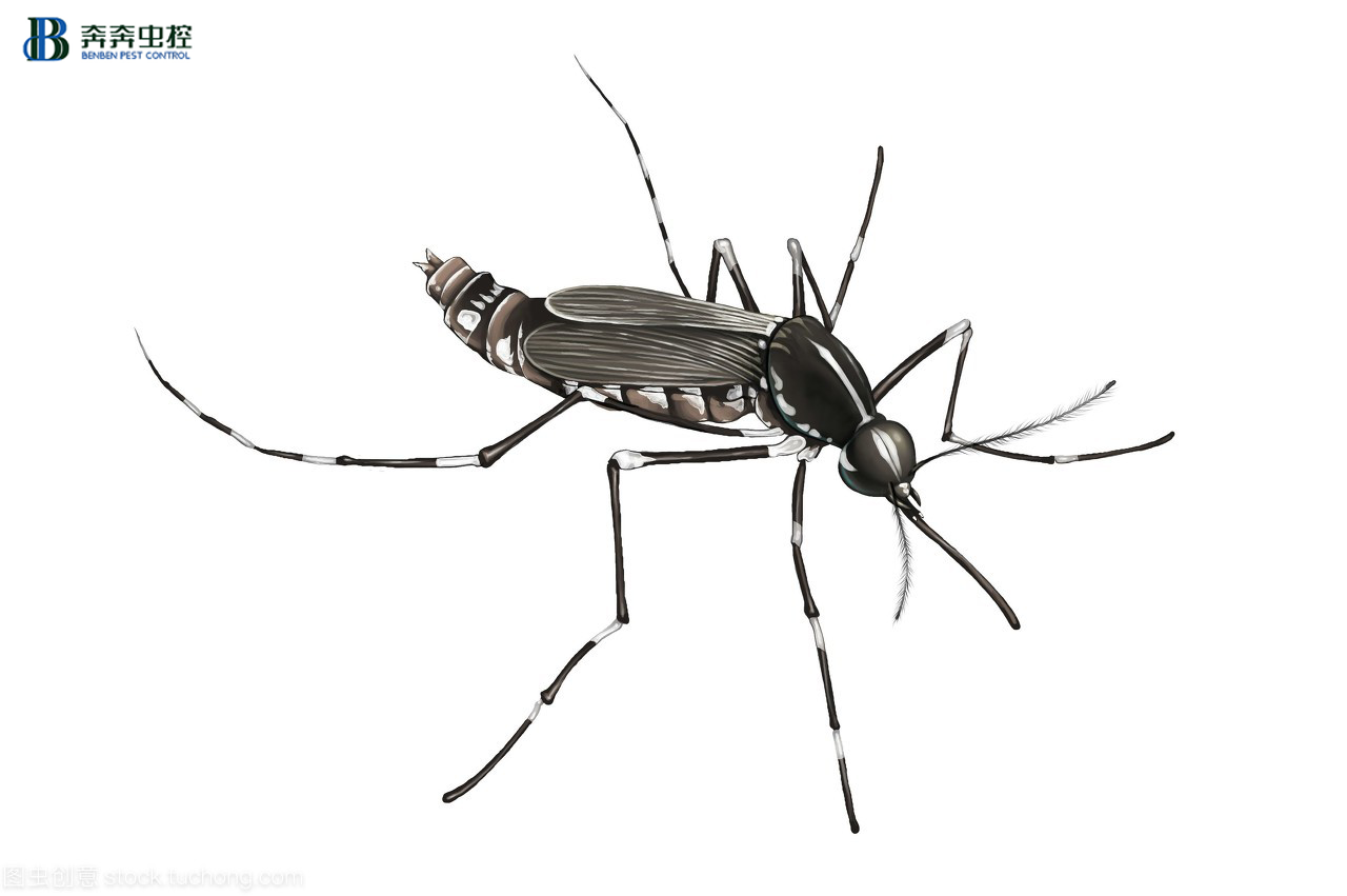 往蚊子包上划十字，涂唾沫能止痒吗？