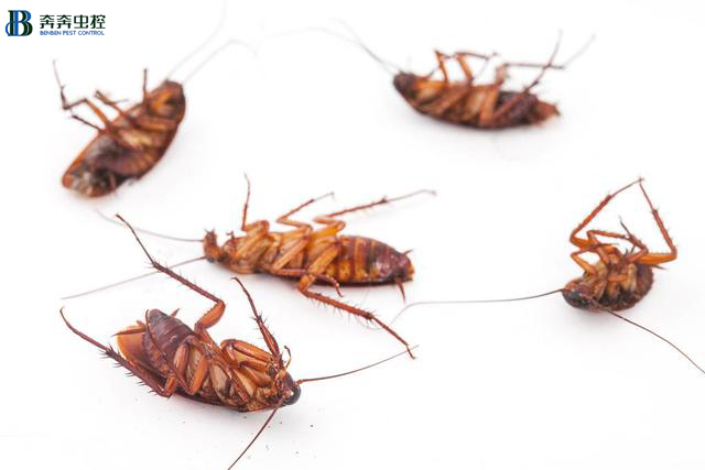 天了噜？！小强又有了新避难&ldquo;所&rdquo;