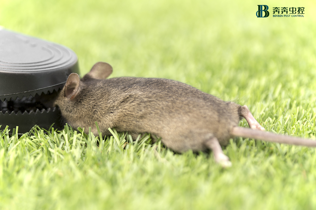 家里发现老鼠？该如何有效地驱赶