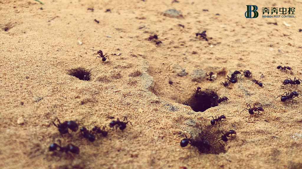 蚂蚁怕什么，这3种东西蚂蚁从此跟你家说再见！