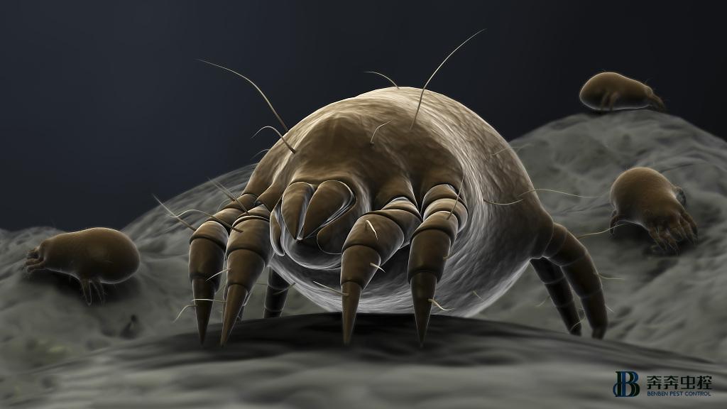 上海杀虫公司|你知道家里有哪些害虫能让人过敏