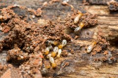 上海白蚁防治，室内装修中的重要性和必要性