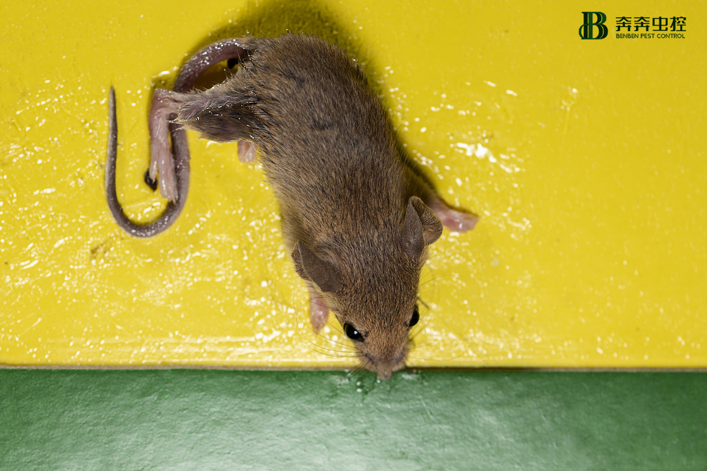 专业灭鼠公司带你了解老鼠的13种习性！