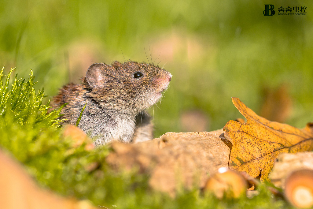 是可忍，鼠不可忍！商场有老鼠的危害