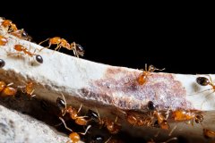 灭蚂蚁公司|家里有蚂蚁怎么办能除根吗？