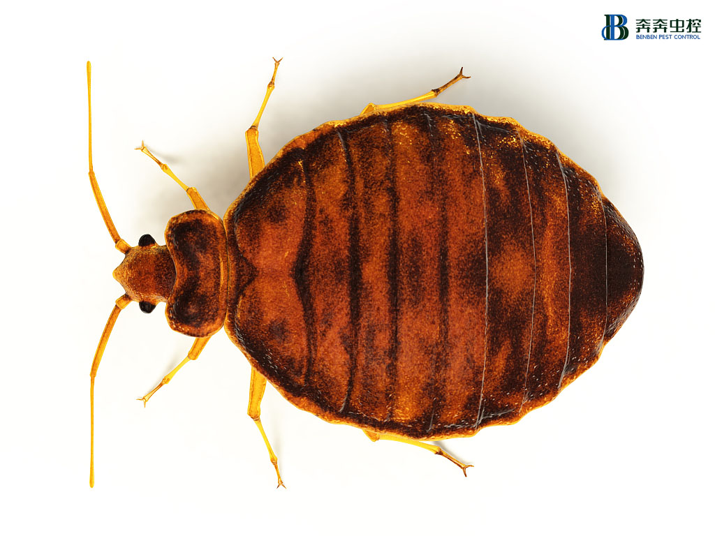 小心！有&ldquo;臭虫&rdquo;警报！