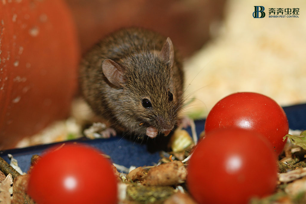 工厂鼠害多？专业灭鼠公司为您解忧！