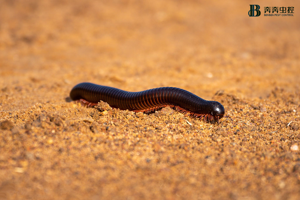 千足虫（马陆）是什么？怎样杀灭它？