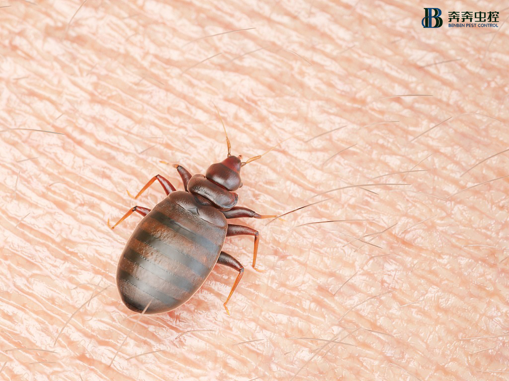 工厂、酒店、家里怎样正确防治臭虫？