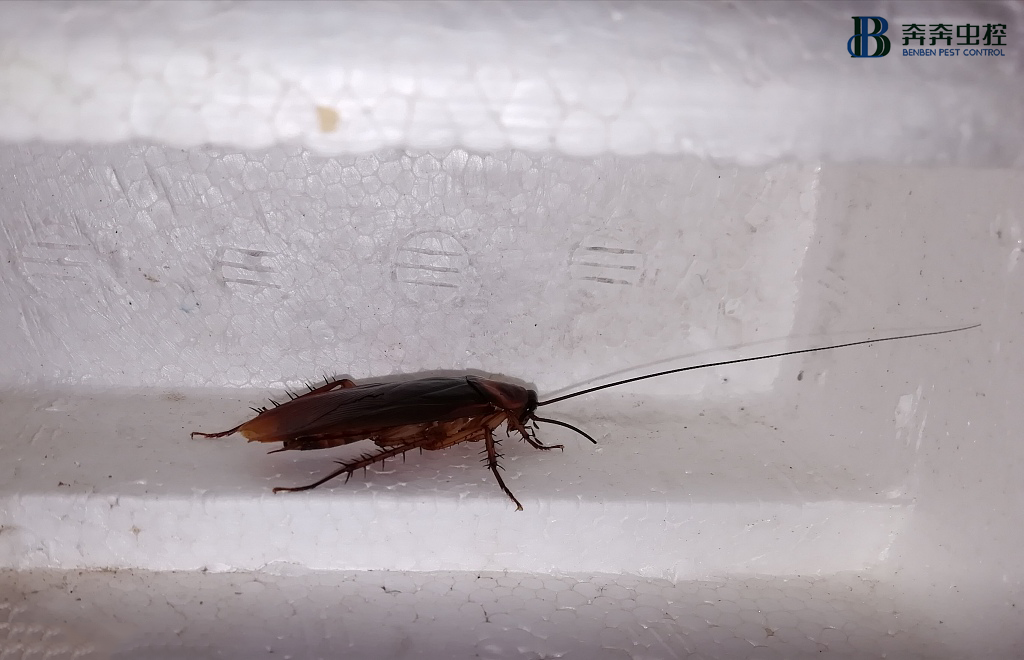 为什么要选择专业的除蟑螂公司杀蟑螂?