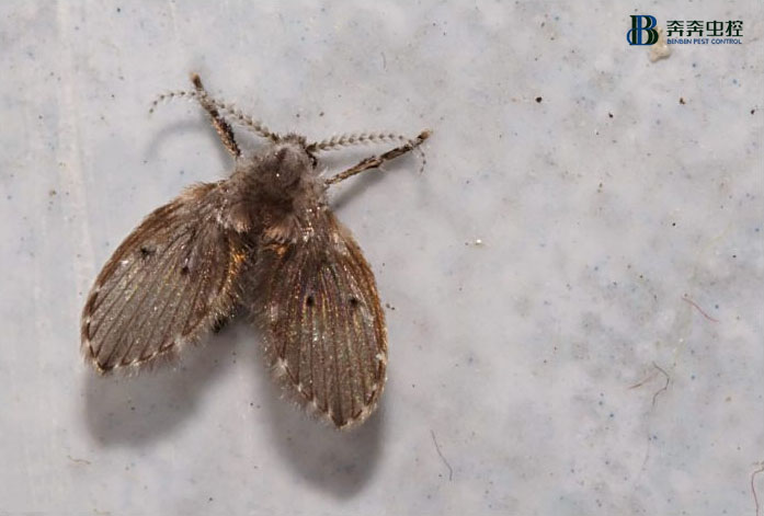 寒冷的冬天，是不是家庭防虫就可以松一口气了