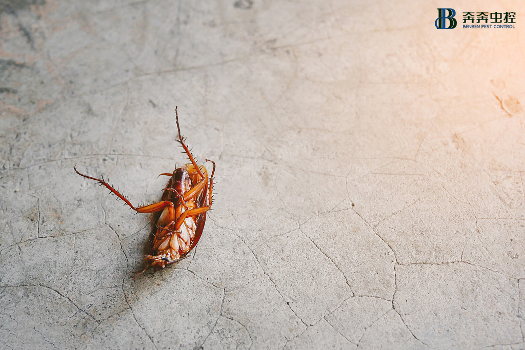 为什么蟑螂会出现在汽车工厂里？