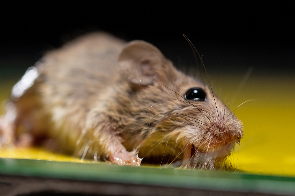 灭鼠的时候不能说？否则老鼠就不会上当？