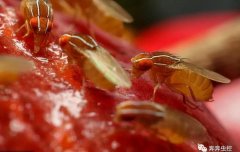 攻占你家厨房厕所的【小飞虫】，到底是什么？