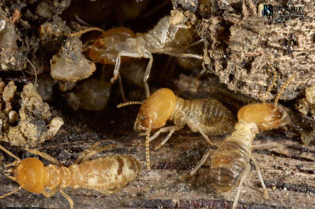 家中发现白蚁怎么办？教您正确防蚁害&rarr;