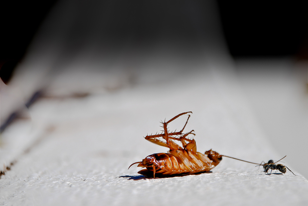 蟑螂怎么灭？杀蟑螂公司：防蟑灭蟑从源头开始