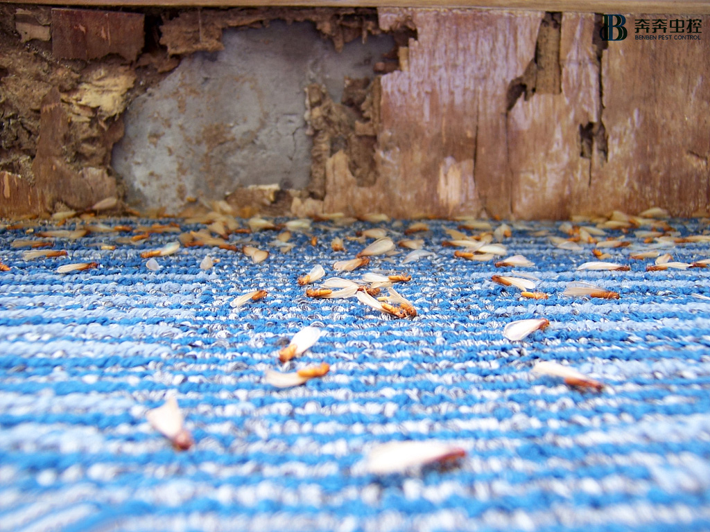 奔奔虫控|家中白蚁大爆发让王女士一家苦不堪言