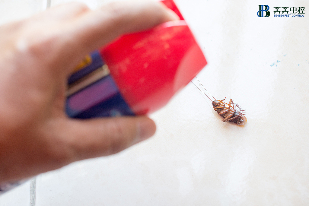 家庭灭蟑螂要记住这&ldquo;三不要&rdquo;