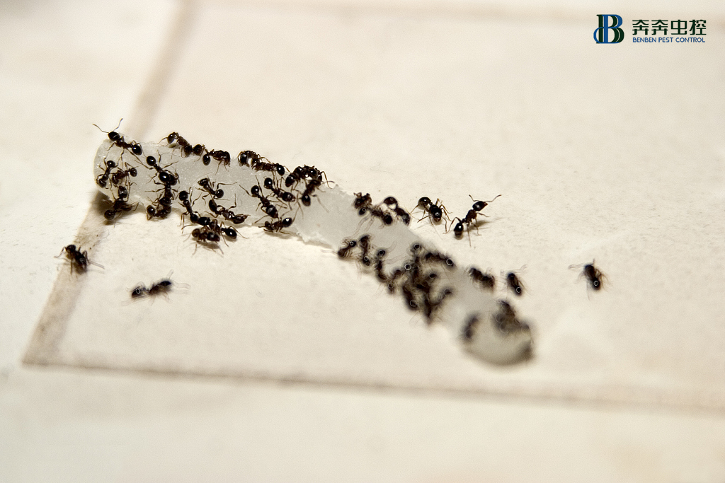 如何彻底消灭蚂蚁？