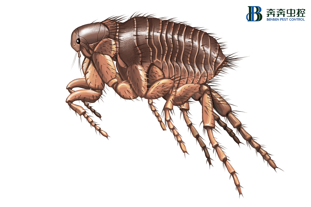 跳蚤怎么彻底消灭，去除跳蚤的方法有哪些！