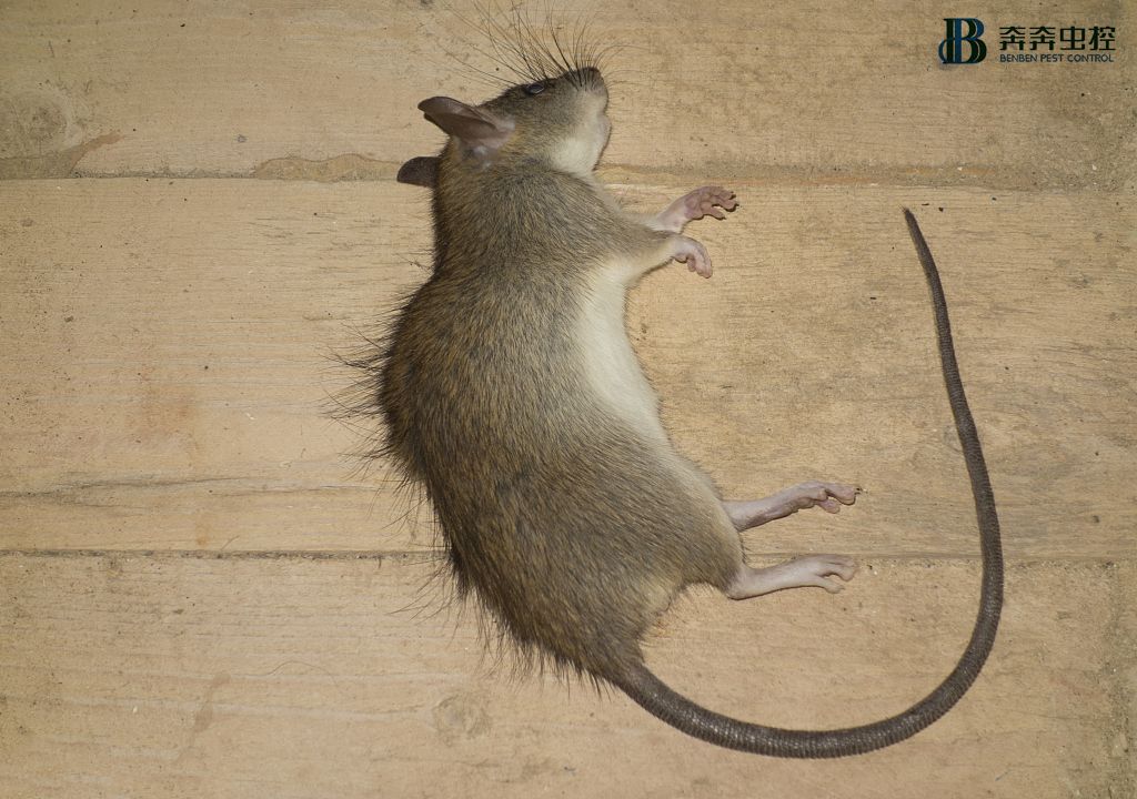 杀虫公司奔奔虫控让您了解老鼠的习性