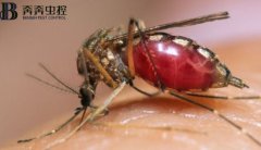 四害之一蚊子！每年致死人数超过72.5万人