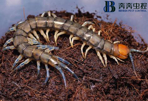 一分钟带你了解蜈蚣！