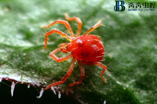 危害！！红蜘蛛