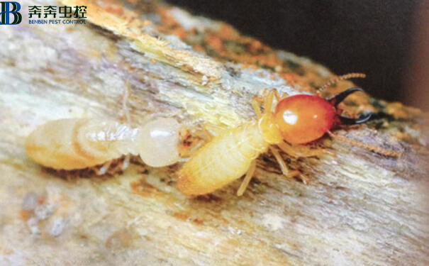 白蚁有哪些危害？如何彻底消灭白蚁？