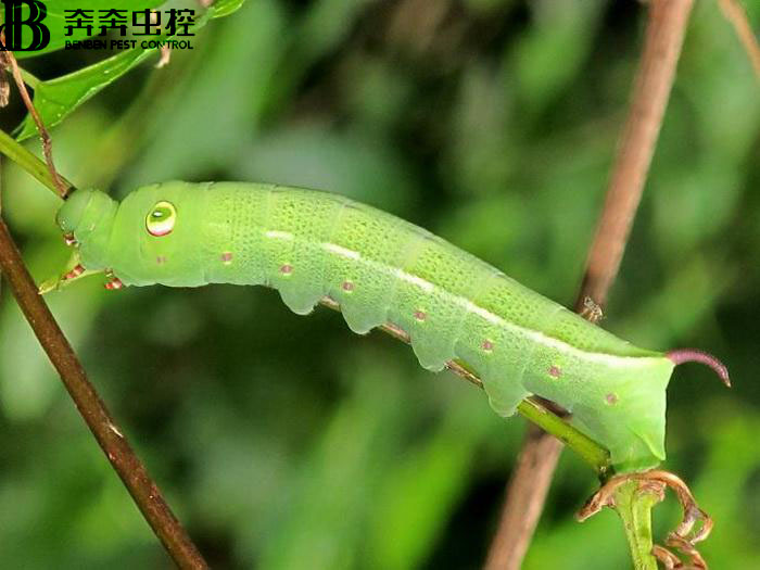 2021年农作物重大病虫害发生趋势预估！