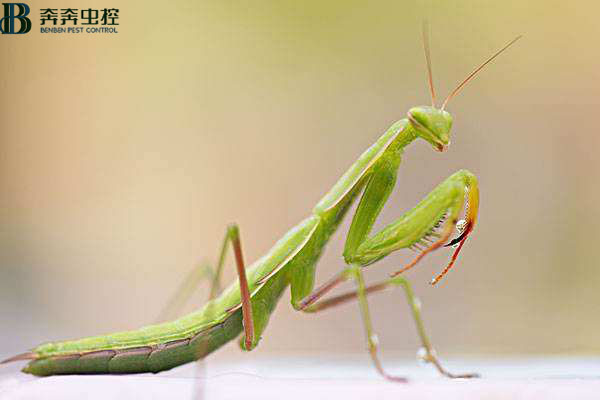 螳螂的危害！