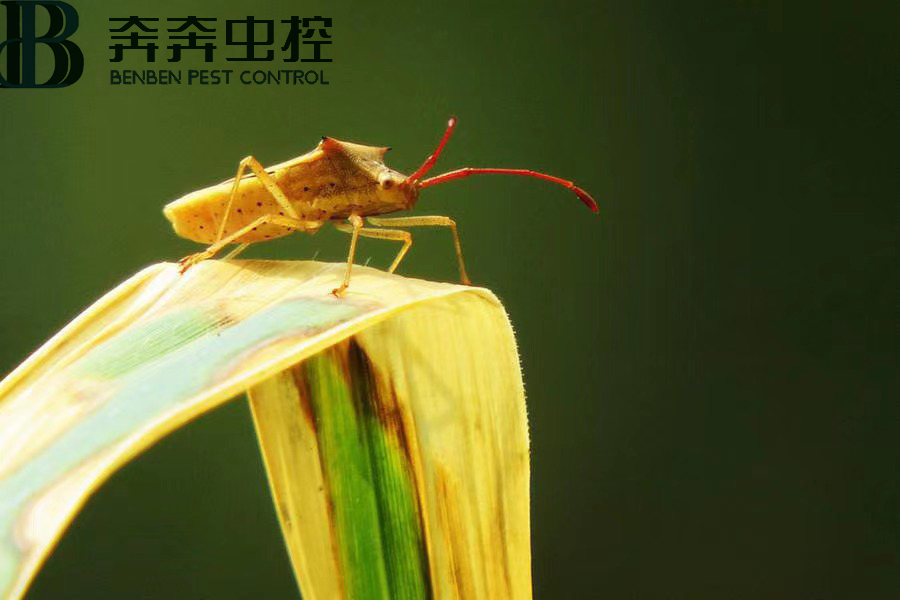 臭虫害人吗？如何消灭臭虫？