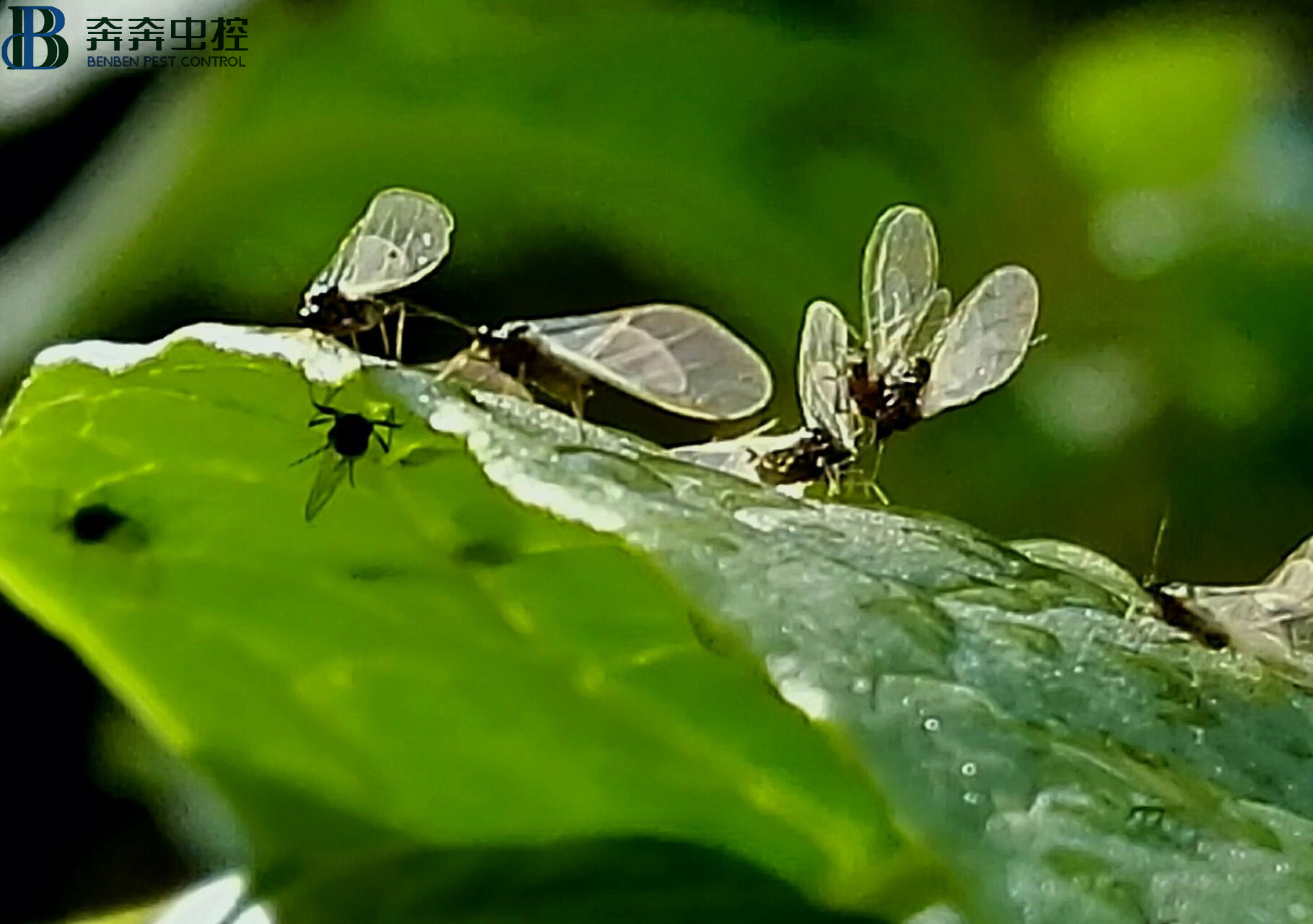 家里出现小飞虫的原因
