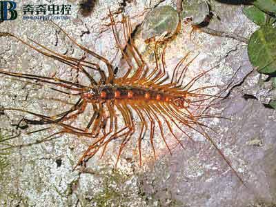 蚰蜒怎么样才能彻底消灭？