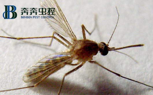 家中常见虫子有蟑螂、苍蝇、蚊子、米蛾、蜘蛛