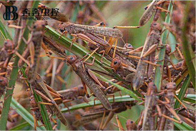 蝗虫的危害及防治！