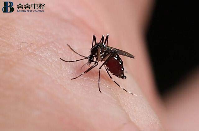 夏天 灭蚊子很重要！