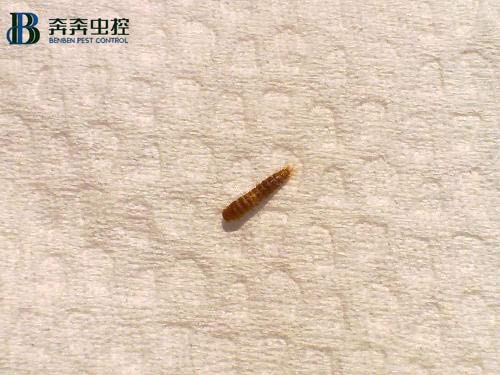 你家的厨房、卫生间频繁出现小虫子吗？