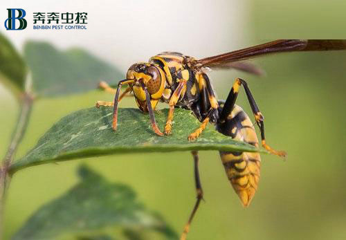 奔奔告诉你:十大有毒昆虫有哪些