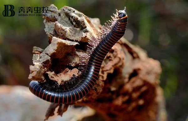 马陆虫怕水吗？怎么消灭干净？