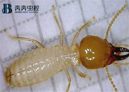 家里为什么会出现白蚁？