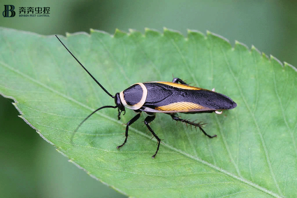  上海奔奔告诉您：彻底消灭蟑螂的方法