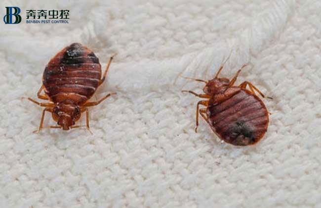 臭虫是怎么来的？我们该如何消灭它？